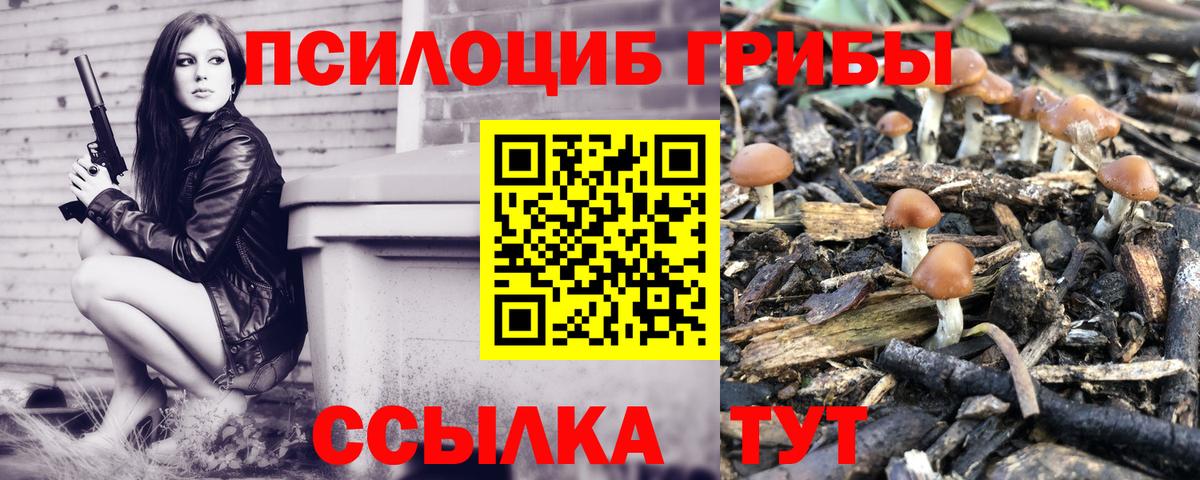 Псилоцибиновые грибы Psilocybe  Псилоцибиновые грибы прущие грибы  Вход с VPN  Удомля 
